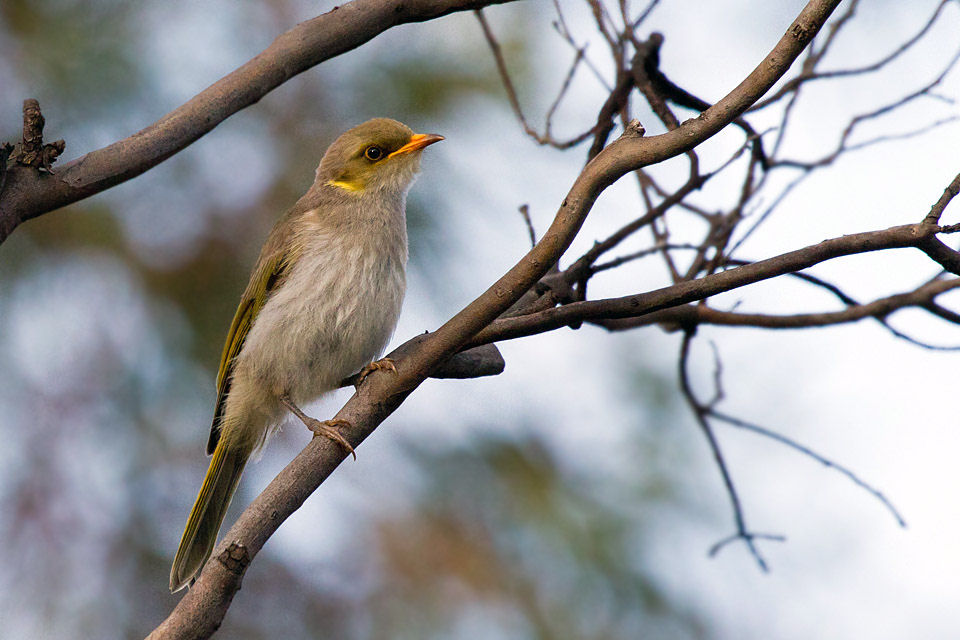 Yellow-plumed Honeyeater (Lichenostomus ornatus)